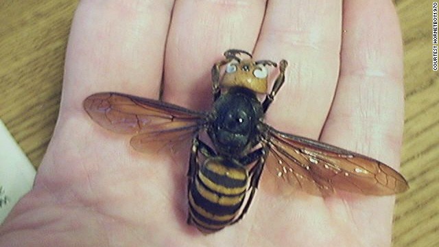 The Asian giant hornet has a venom that destroys red blood cells.