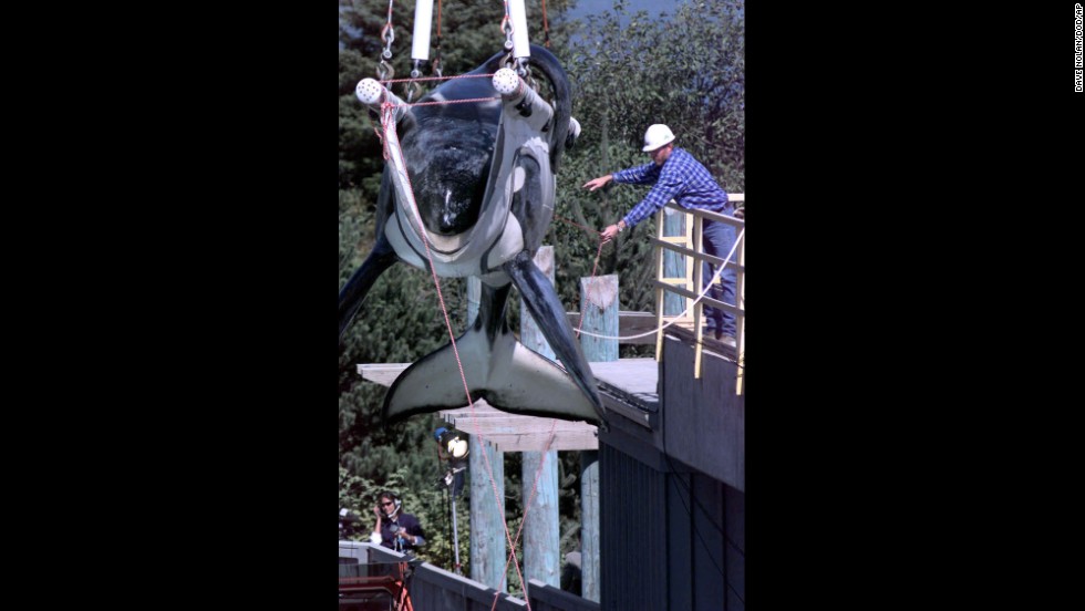 The 1993 hit movie &quot;Free Willy&quot; captured hearts and sparked a massive campaign to free Keiko, the orca that played &quot;Willy&quot; in the movie, from the Mexican amusement park where he performed. Here, Keiko is being prepared to be released into the wild in 1998.  In 2002, Keiko spent five weeks journeying across the Atlantic to Norway. He wasn&#39;t quite ready to be independent, finding companionship among the Norwegian fishermen and children. He died in December 2003, most likely from pneumonia.  