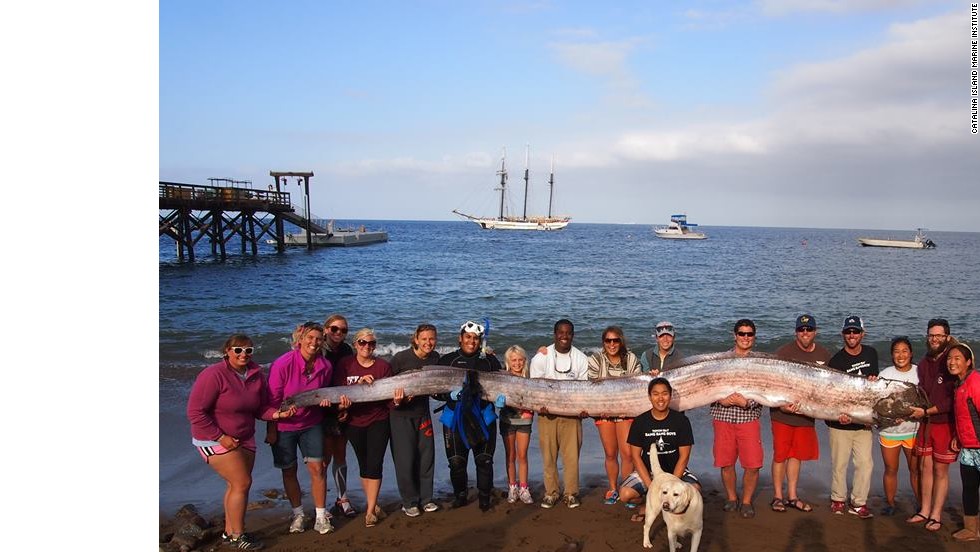 18-foot oarfish discovered in S. California - CNN