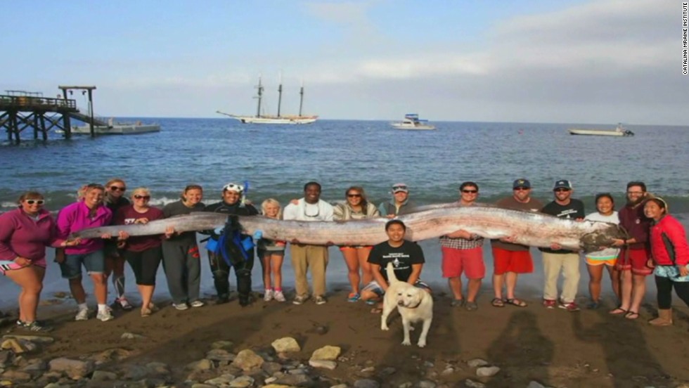 18-foot-long oarfish found off beach - CNN Video