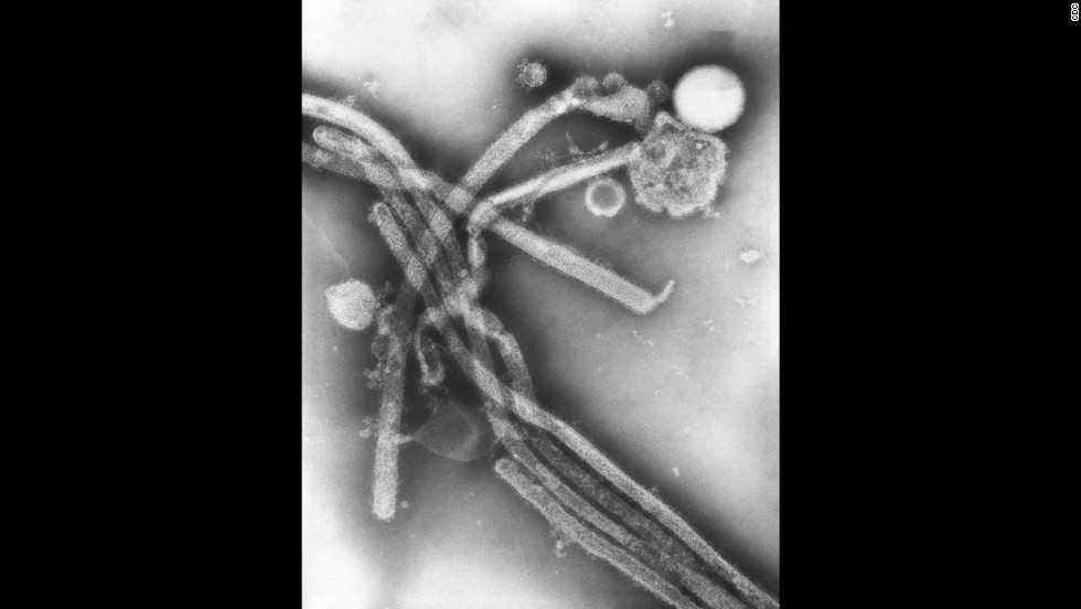These virions belong to the H3N2 flu virus that started in Hong Kong in 1968, according to the CDC. H3N2 infected an estimated 50 million Americans and killed 33,000 people in the United States, &quot;making it the mildest flu pandemic in the 20th century,&quot; &lt;a href=&quot;http://www.flu.gov/pandemic/history/index.html&quot; target=&quot;_blank&quot;&gt;according to the Department of Health and Human Services&lt;/a&gt;. 