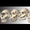 04 ancient skulls 1017