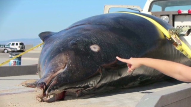 Second Oarfish Washes Ashore In California - CNN