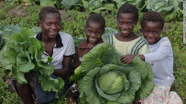 Gladis Yenesha, Frank Lungo, Latisha Yenesha and Edwina Yenesha harvest cabbage in Mutundu North Village, Zambia