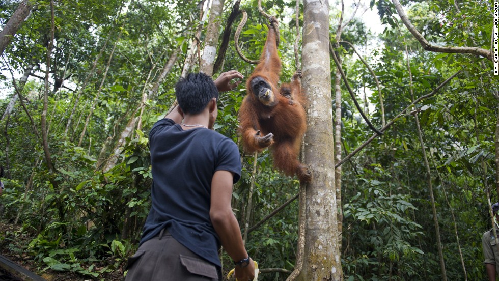 Opinion: Halloween candy for orangutans -- without palm oil - CNN