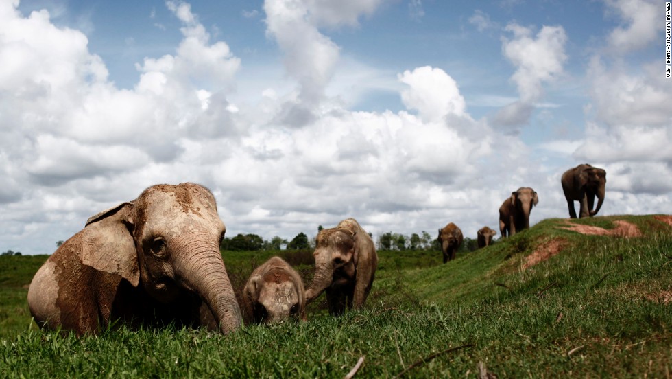 The battle to save Sumatra's elephants from extinction - CNN