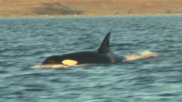 pkg blackfish killer whales martin savidge_00014318.jpg