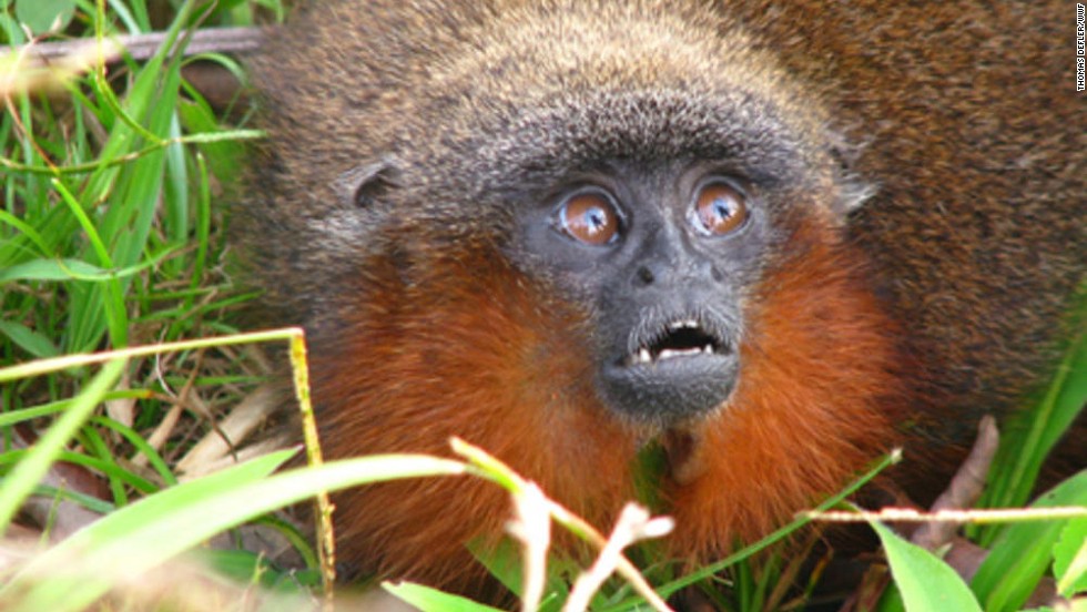 Callicebus caquetensis -- About 20 species of titi monkeys live in the Amazon basin. The newly discovered species purrs like a cat. 