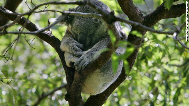 Mundu spent the day sleeping, like this koala in its native Australia, after escaping from his enclosure at the San Diego Zoo.