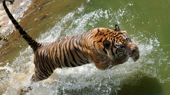 The Final Days Of The Sumatran Tiger Cnn