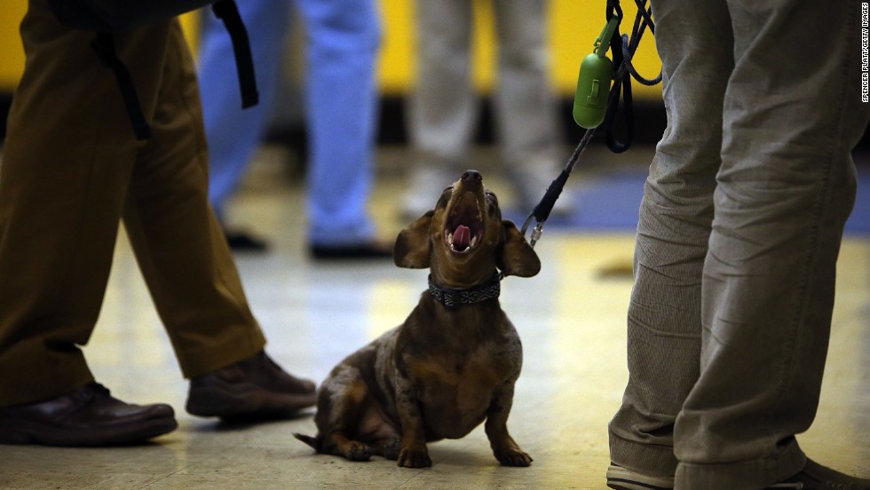 A dog yawns while waiting for its owner to vote.