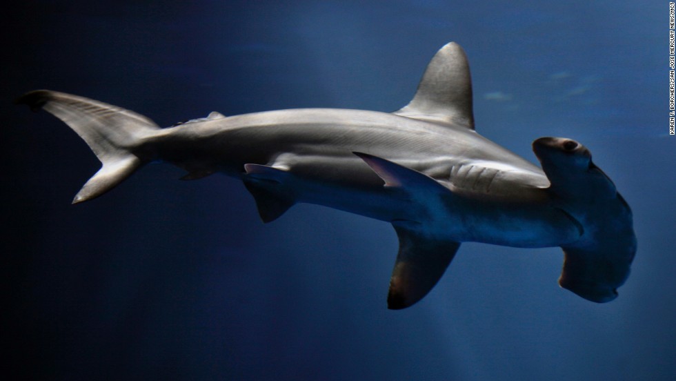 New hammerhead shark species discovered - CNN