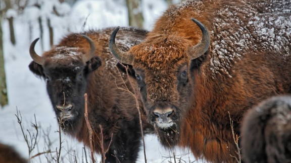 European Bison In The Crosshairs Of Conservation Battle Cnn