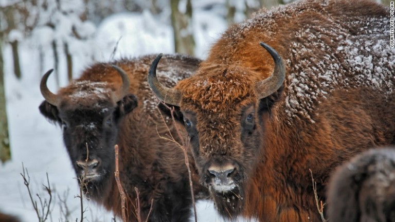 European Bison In The Crosshairs Of Conservation Battle | CNN