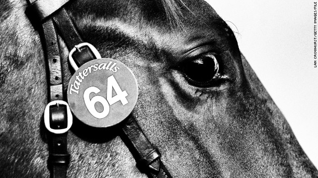 A horse at auction at Tattersalls