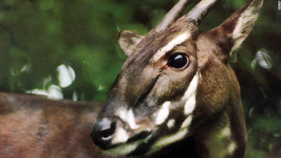 A Saola is caught on camera for the first time in 15 years on September 7 in a forest in Vietnam. The species was discovered in 1992, and at most a few hundred -- and as few as a couple dozen -- of the animals are thought to exist. Because of its rarity and elusiveness, the saola is dubbed the &quot;Asian unicorn.&quot; They are recognized by two parallel horns with sharp ends, which can reach 20 inches in length and are found on both males and females. 