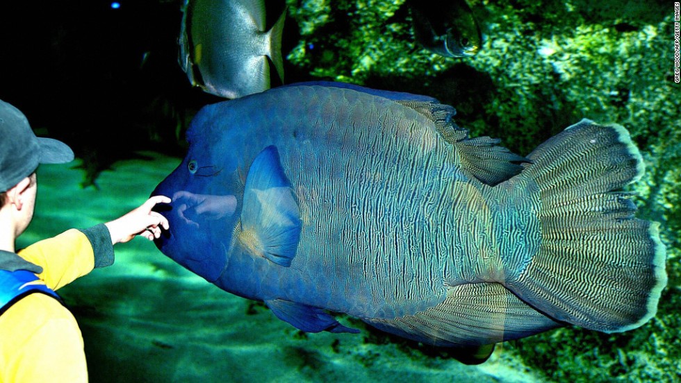 A schoolboy reaches out to touch a humpheaded Maori wrasse as it swims in the world&#39;s largest Great Barrier Reef exhibit at the Sydney Aquarium in June 2003. It is an enormous coral reed fish—growing over 6 feet long — with a prominent bulge on its forehead. Some of them live to be over 30 years old. WWF urges local governments in the Coral Triangle to stop the trade and consumption of humphead wrasse, one of the most expensive live reef fishes in the world. 