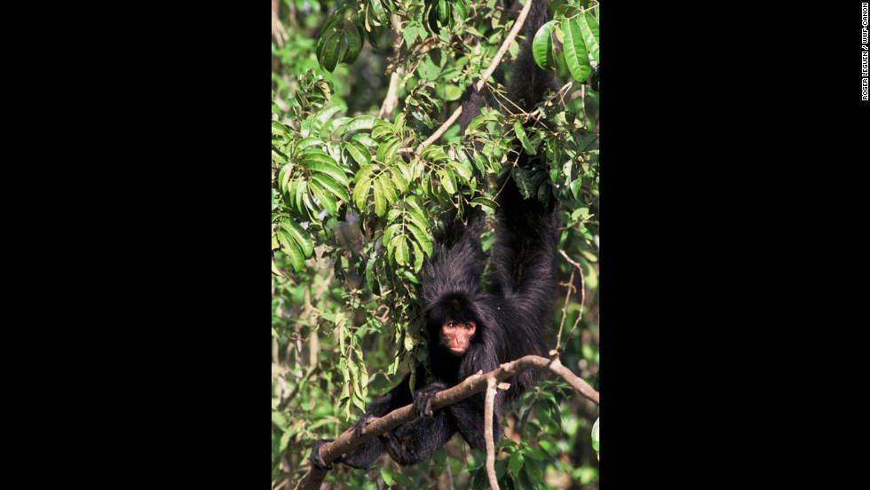 Black spider-monkeys — also known as the Guiana or red-faced spider monkey — are one of the main monkey species encountered in healthy tropical rainforests. It&#39;s prehensile tail allows this monkey to find stability when sitting on branches and to reach out for food at the tip of fragile branches by suspending himself.