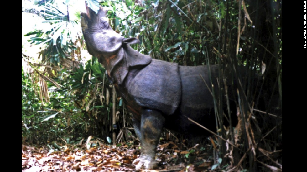 A Javan rhino walks in the national park in the Ujung Kulon National Park in Indonesia. It is one of  the most threatened of the five rhino species, with as few as 35 individuals surviving. Their skin has a number of loose folds, giving the appearance of armor plating. The discovery of three dead Javan rhinos in 2010 has intensified efforts to save one of the world&#39;s most endangered mammals from extinction. 