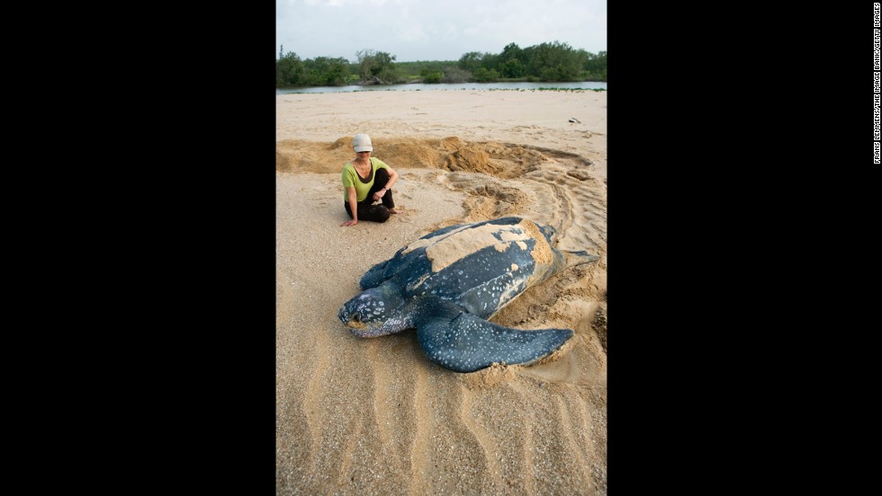 A leatherback turtle goes to sea after burying eggs at the Matapica National Park. They are named for their shell, which is leather-like rather than hard. They are the largest sea turtle species and also one of the most migratory, crossing both the Atlantic and Pacific oceans. Although their distribution is wide, the number of these turtles has seriously declined during the past century as a result of intense egg collection and fisheries bycatch.