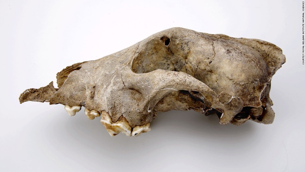 The head of a Palaeolithic dog from the Goyet cave in Belgium, thought to be 36,000 years old. Researchers believe the species that this fossil represents was an ancient sister-group to all modern dogs and wolves. They believe the species was less likely to be a direct ancestor.  