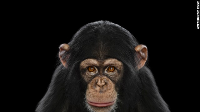 Chimps don&#39;t have the same rights as people, New York courts said.