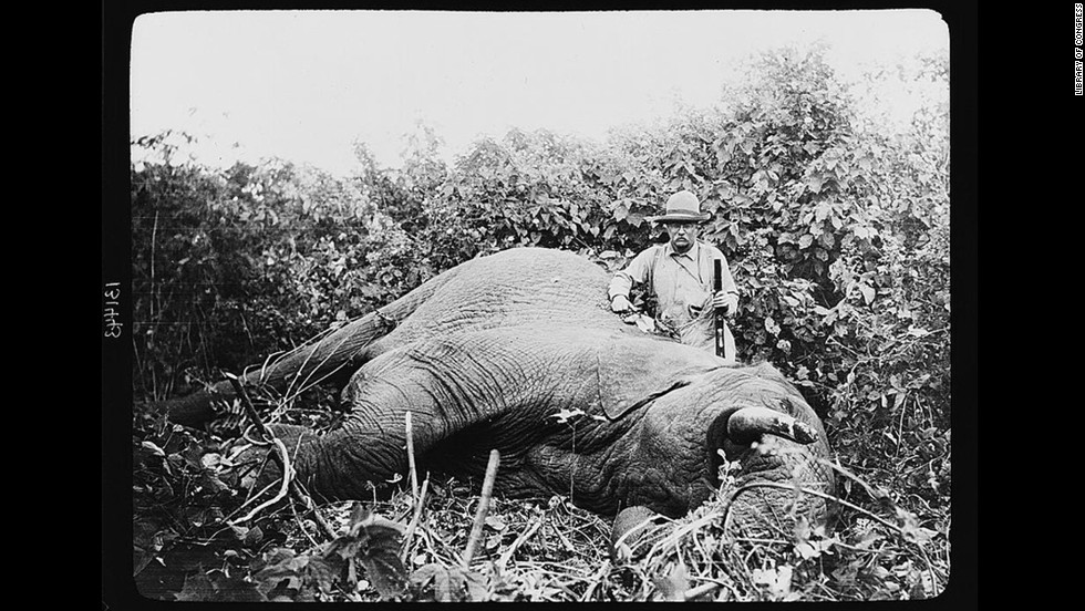 Theodore Roosevelt, possibly the most famous sportsman to occupy the White House, continued to hunt after leaving office. In 1909, with the backing of the Smithsonian Institution, Roosevelt went on &lt;a href=&quot;http://www.theodoreroosevelt.org/site/c.elKSIdOWIiJ8H/b.8344379/k.2B69/The_HUNTER.htm&quot; target=&quot;_blank&quot;&gt;a yearlong safari&lt;/a&gt; that killed or trapped more than 11,000 animals.