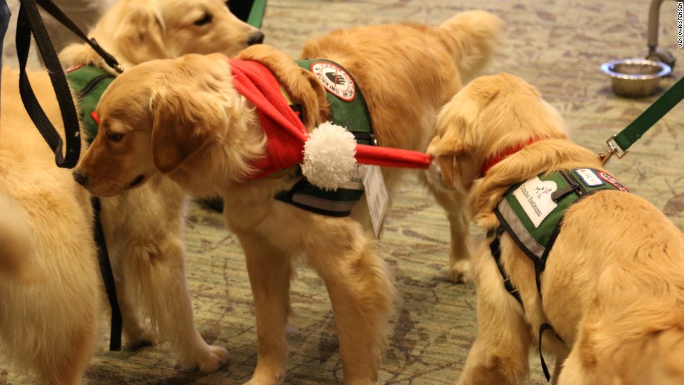 CanineAssistants, an Alpharetta, Georgia-based nonprofit group, brings therapy dogs-in-training to help Emory University students with finals stress.