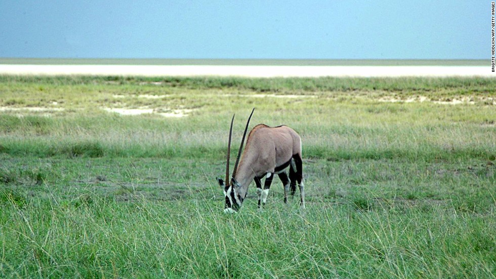 Image result for etosha during the summer