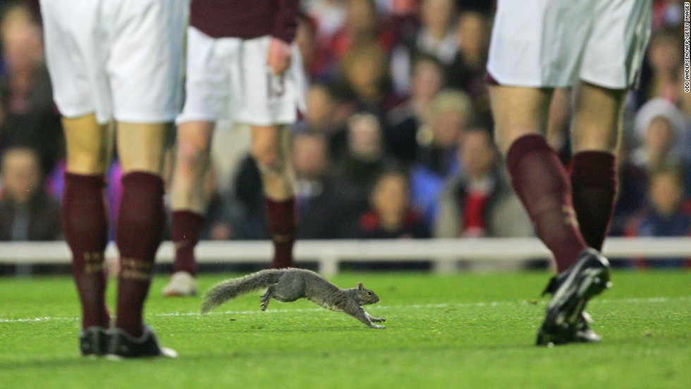 Squirrels seem to have a liking for English football as one also entered the field of play at Highbury in 2006 during a Champions League clash between Arsenal and Villarreal.