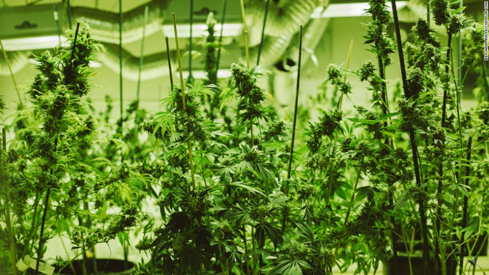 Marijuana plants sit under grow lights at the 3D Cannabis Center in Denver.