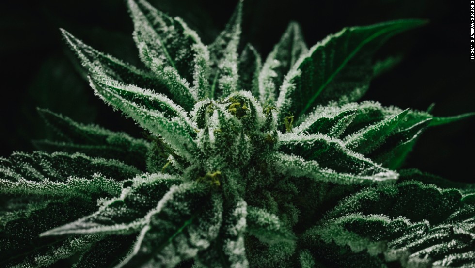 Marijuana plants thrive in the grow room of the LoDo Wellness Center.