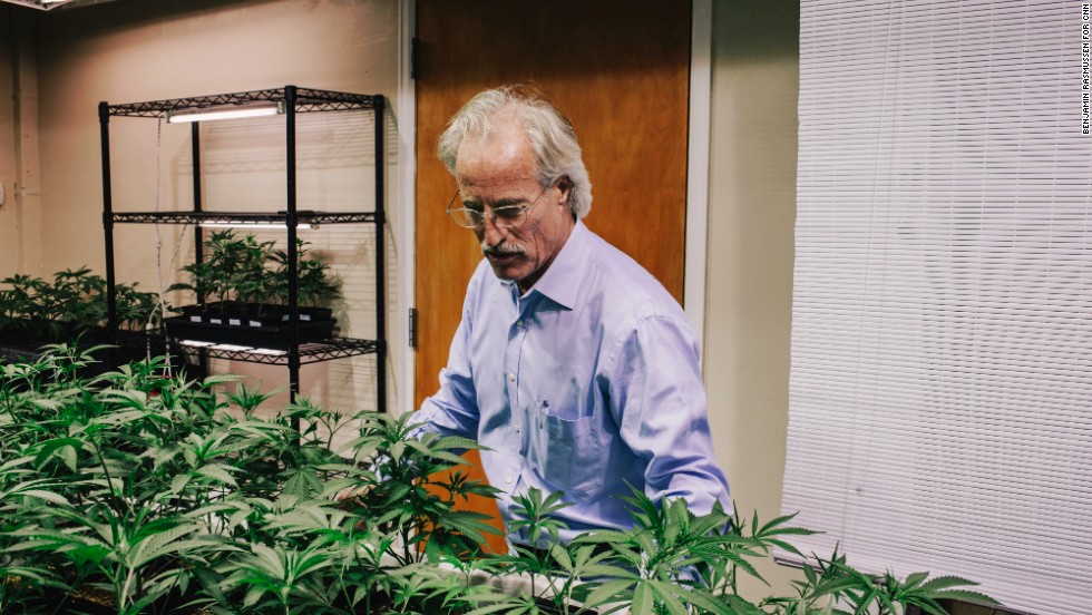 Andrews examines marijuana plants in the grow room of the LoDo Wellness Center. Pot is the third most popular recreational drug in America, after alcohol and tobacco, according to the National Organization for the Reform of Marijuana Laws.
