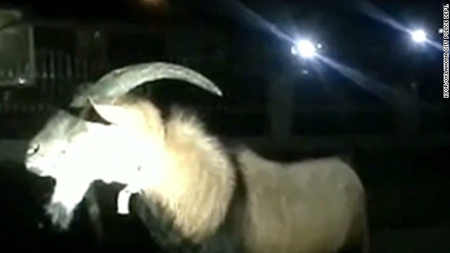 angry-goat-tries-to-ram-its-way-into-home-cnn-video