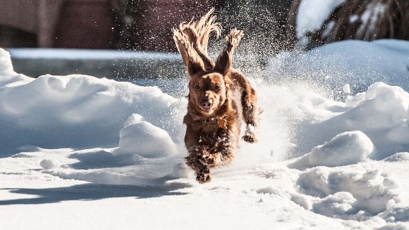 Puppies Frolic In The Snow Cnn