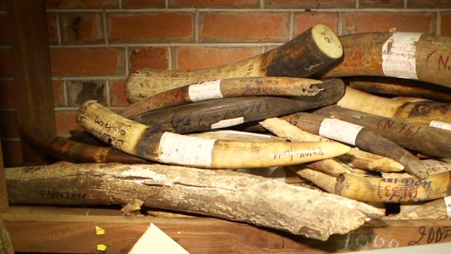 Rangers search for illegal ivory