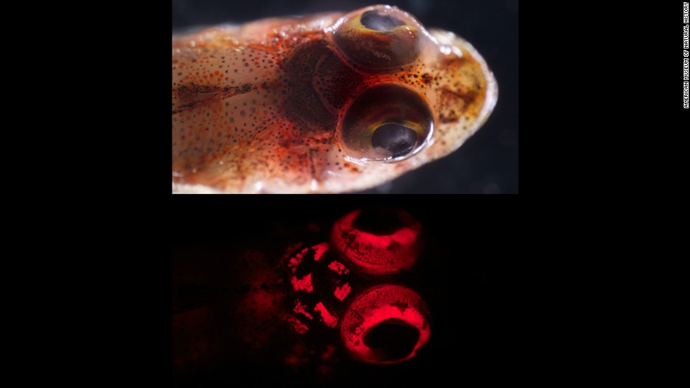 A triplefin blenny (Enneapterygius sp.) under white light, above, and blue light, below.