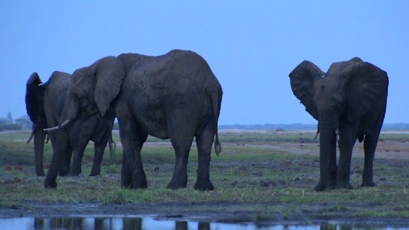 Why Did The Elephant Cross The Road To Avoid The Drunks Cnn