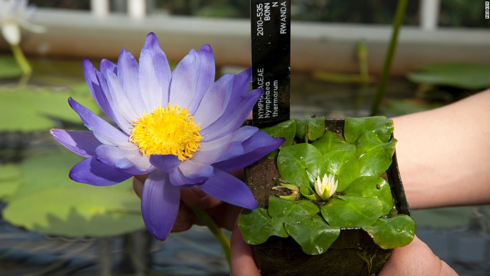 The tiny water lily, Nymphaea thermarum, next to the larger Nymphaea, &#39;Kew&#39;s electric blue,&#39; at the Royal Botanic Gardens at Kew. The plant is one of the rarest in the world.