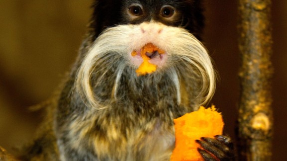 stuffed yellow and black monkey with banana