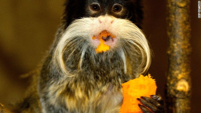 Emperor tamarin monkey eats a banana.