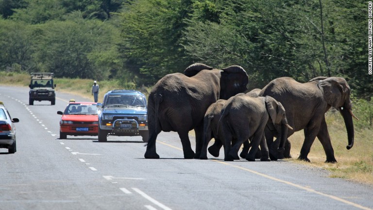 Why Did The Elephant Cross The Road To Avoid The Drunks Cnn