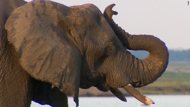 Strange But True How Chili Can Help Save Zambia S Elephants Cnn