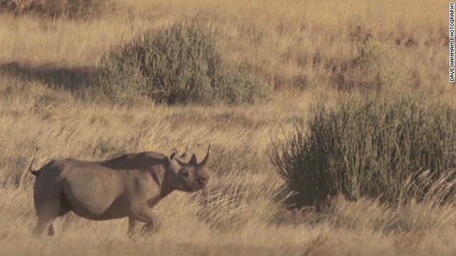 exp pmt rhino hunter corey knowlton _00002501.jpg