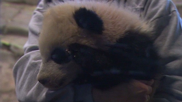 Little Bao Bao The Panda Wows Them At National Zoo - CNN