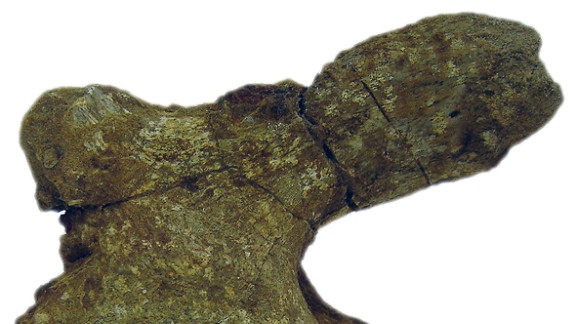 when were the first dinosaur bones discovered