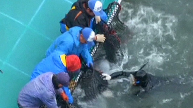 Dolphins Killed In Taijis Controversial Hunting Season Cnn