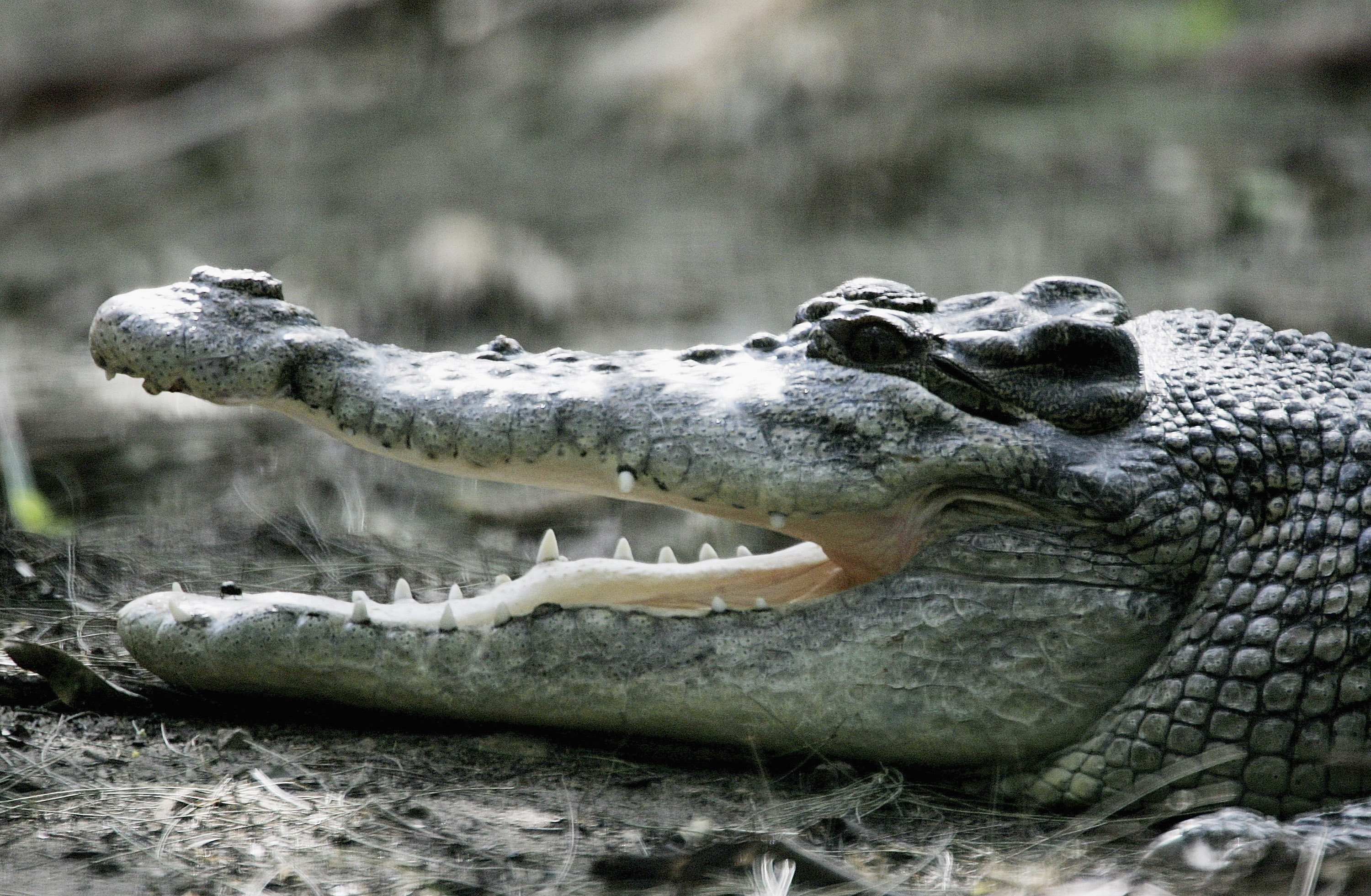Crocodile attack in Australia: Boy, 12, killed CNN