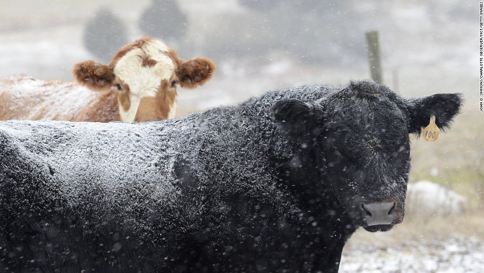 Snow falls on cattle at Todd Galliher&#39;s farm in Harmony, North Carolina, on January 28.