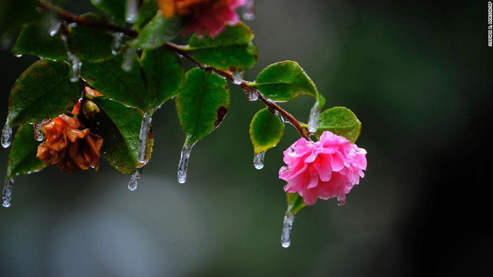 Icicles hang off a camellia bush in Savannah, Georgia&#39;s historic Forsyth Park after freezing rain hit the area on January 29.